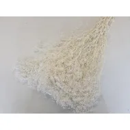 GYPSOPHILA MINI GEBLEEKT +/-100GR 