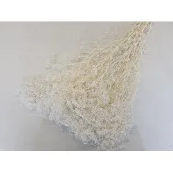 GYPSOPHILA MINI BLEACHED +/-100GR 
