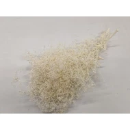 GYPSOPHILA MINI GEBLEEKT +/-50GR BOPP/kraft hobbyverpakking