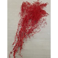 GYPSOPHILA MINI ROOD +/-50GR BOPP/kraft hobbyverpakking