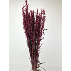 AVOINE BORDEAUX 1/2 BOPP/kraft emballage hobby