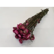 HELICHRYSUM DONKER ROZE NATUREL 1/2 BOPP/kraft hobbyverpakking