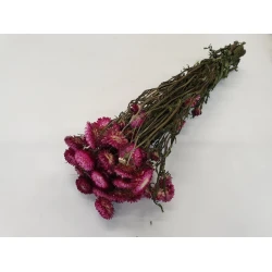 HELICHRYSUM DARK PINK NATURAL 1/2 BOPP/kraft Small packaging