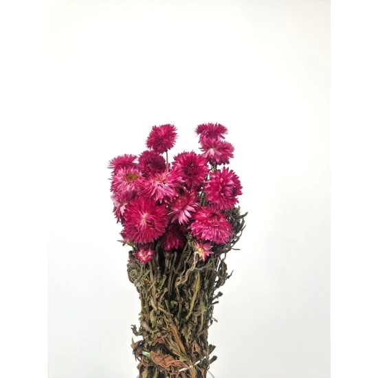 HELICHRYSUM GRANVIA LICHT ROZE