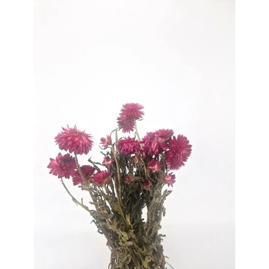 HELICHRYSUM GRANVIA LIGHT PINK NATURAL 1/2 BOPP/kraft Small packaging