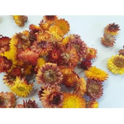HELICHRYSUM KOPPEN ORANJE NATUREL +/-40GR