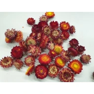HELICHRYSUM TÊTES ROUGE NATUREL +/-40GR