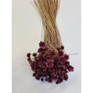 HILL FLOWER FRAMBOOS +/-75GR BOPP/kraft hobbyverpakking