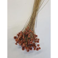 HILL FLOWER VIEUX ROSE +/-75GR BOPP/kraft emballage hobby