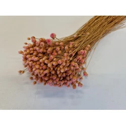 JASILDA LIGHT PINK +/-100GR