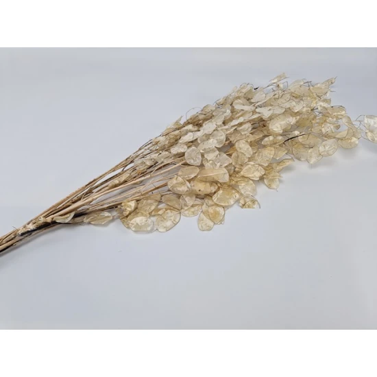 JUDASPENNING GEPELD NATUREL +/-40GR