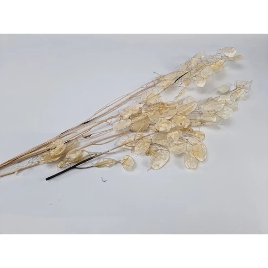 LUNARIA NATURAL PEALED 1/3 BOPP/kraft