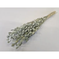 JUDASPENNING MINI NATUREL +/-80GR