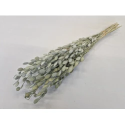 HONESTY MINI NATURAL +/-80GR BOPP/kraft Small packaging