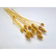 KARDOEN DISTEL MOSTERD 10ST