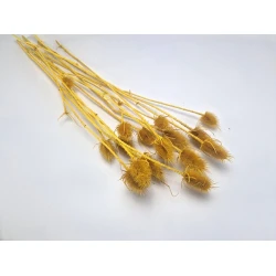 CARDOON THISTLE MUSTARD 10PCS