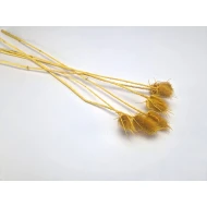 KARDOEN DISTEL MOSTERD 5ST BOPP/kraft hobbyverpakking