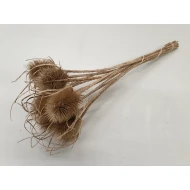 CHARDON THISTLE NATURAL 5PCS BOPP/kraft Small packaging