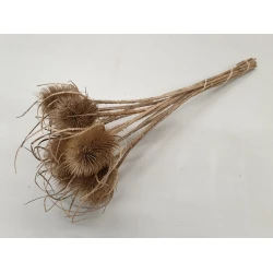 CHARDON THISTLE NATURAL 5PCS BOPP/kraft Small packaging