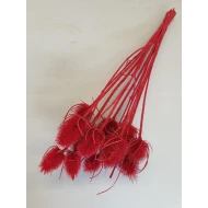 CHARDON THISTLE RED 1/2 BOPP/kraft Small packaging