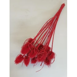 CHARDON THISTLE RED 1/2 BOPP/kraft Small packaging