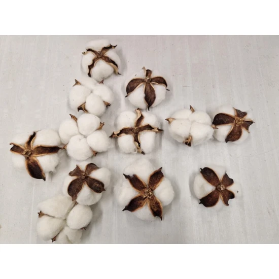 COTTON HEADS NATURAL 12PCS