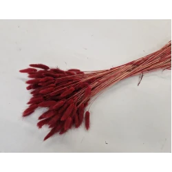 LAGURUS OVATUS BURGUNDY +/-100GR
