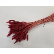 LAGURUS OVATUS BORDEAUX +/-100GR BOPP/kraft hobbyverpakking