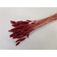 LAGURUS OVATUS BORDEAUX +/-50GR BOPP/kraft hobbyverpakking