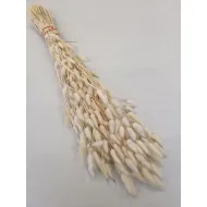 LAGURUS OVATUS CREAM +/-50GR BOPP/kraft hobbyverpakking