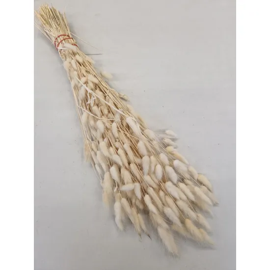 LAGURUS OVATUS CREME +/-50GR BOPP/kraft