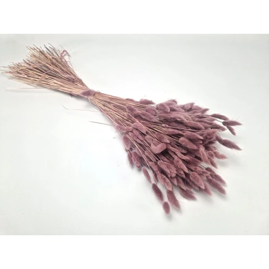 LAGURUS OVATUS ELDERBERRY +/-100GR