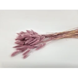 LAGURUS OVATUS ELDERBERRY +/-50GR BOPP/kraft Small packaging