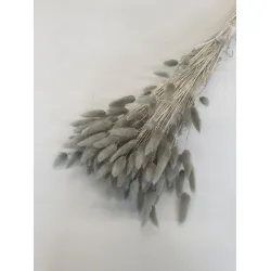 LAGURUS OVATUS KHAKI +/-100GR