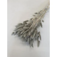 LAGURUS OVATUS KAKI +/-100GR BOPP/kraft hobbyverpakking