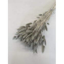 LAGURUS OVATUS KHAKI +/-100GR BOPP/kraft Small packaging