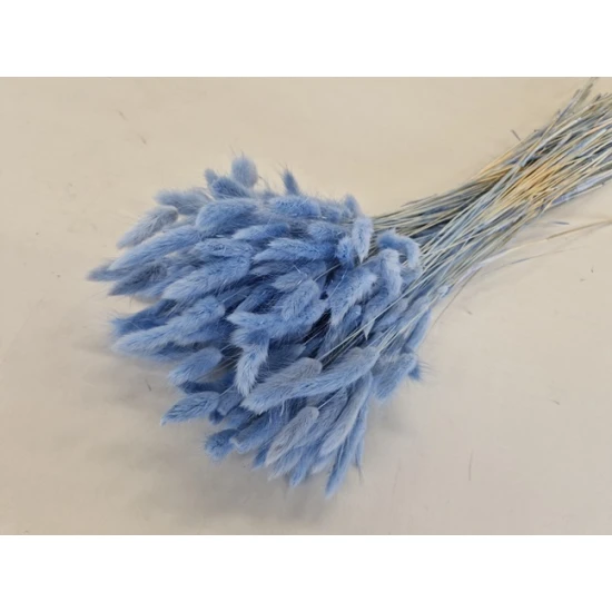 LAGURUS OVATUS LAVENDEL +/-100GR