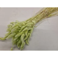 LAGURUS OVATUS LICHTGROEN +/-100GR BOPP/kraft hobbyverpakking