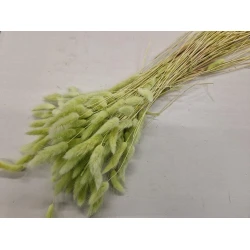 LAGURUS OVATUS LIGHT GREEN +/-100GR BOPP/kraft Small packaging