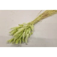 LAGURUS OVATUS LICHTGROEN +/-50GR BOPP/kraft hobbyverpakking