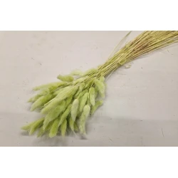 LAGURUS OVATUS LIGHT GREEN +/-50GR BOPP/kraft Small packaging