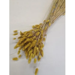 LAGURUS OVATUS MUSTERD +/-100GR