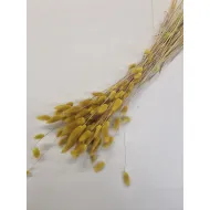 LAGURUS OVATUS MOSTERD +/-50GR BOPP/kraft hobbyverpakking