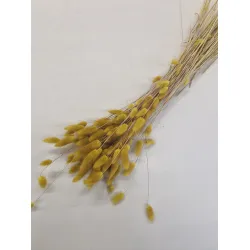 LAGURUS OVATUS MUSTERD +/-50GR BOPP/kraft Small packaging