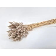 LAGURUS OVATUS MUD +/-50GR BOPP/kraft hobbyverpakking