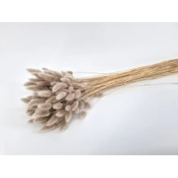 LAGURUS OVATUS MUD +/-50GR BOPP/kraft Small packaging