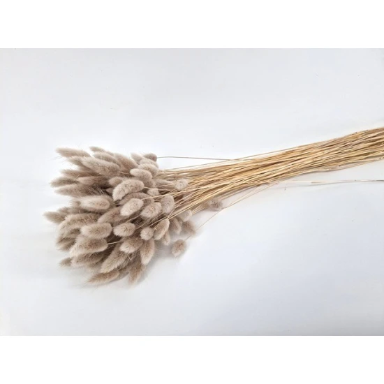 LAGURUS OVATUS MUD +/-50GR BOPP/kraft hobbyverpakking