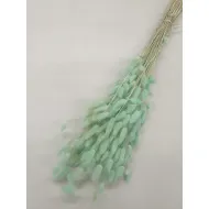 LAGURUS OVATUS MUNT +/-100GR