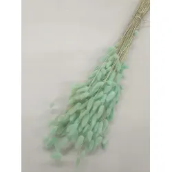 LAGURUS OVATUS MINT +/-100GR