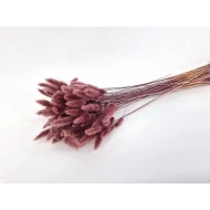 LAGURUS OVATUS MISTY PRUNE +/-50GR BOPP/kraft hobbyverpakking